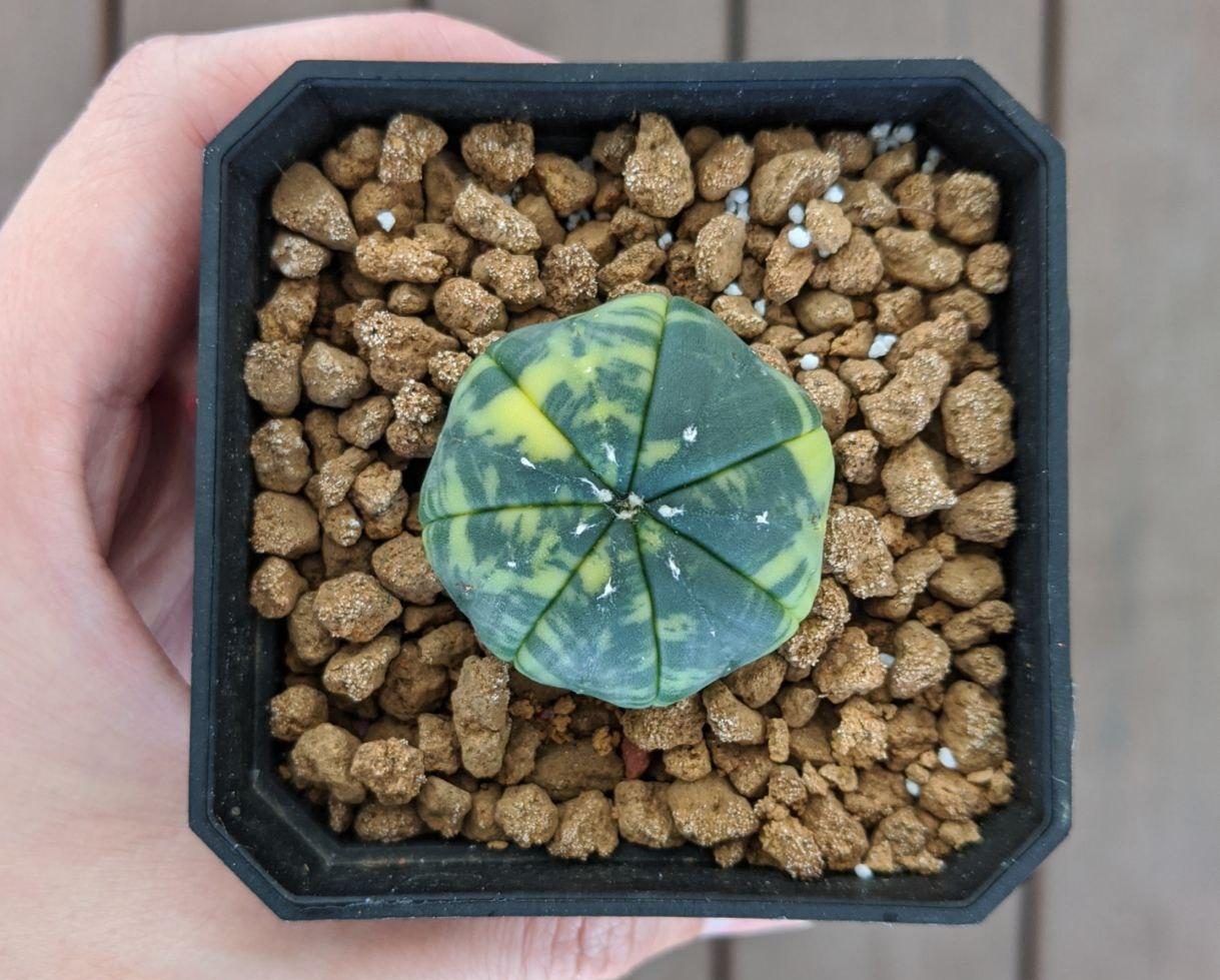 After photo of astrophytum asterias variegated