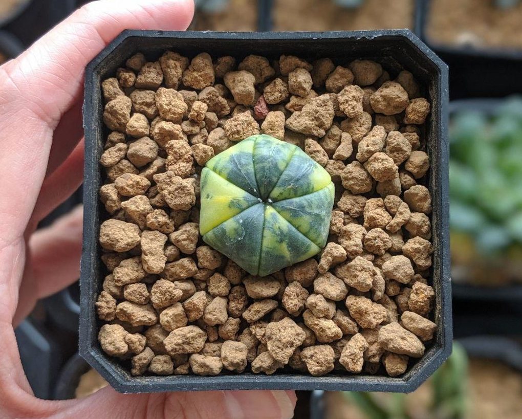 Before photo of astrophytum asterias variegated