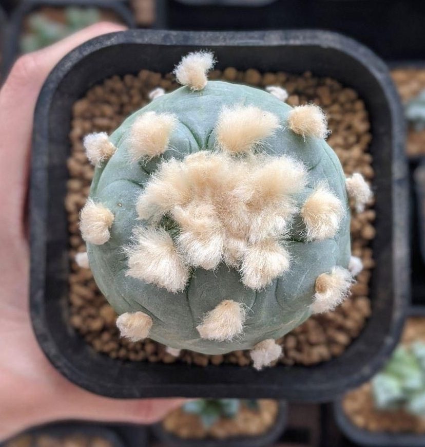After photo of lophophora diffusa