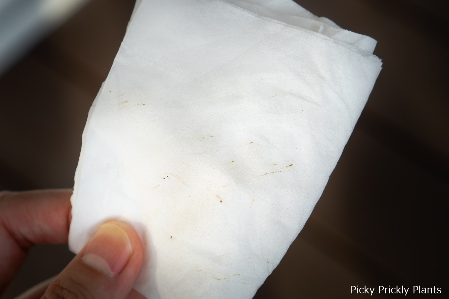 paper towel with spider mite juice