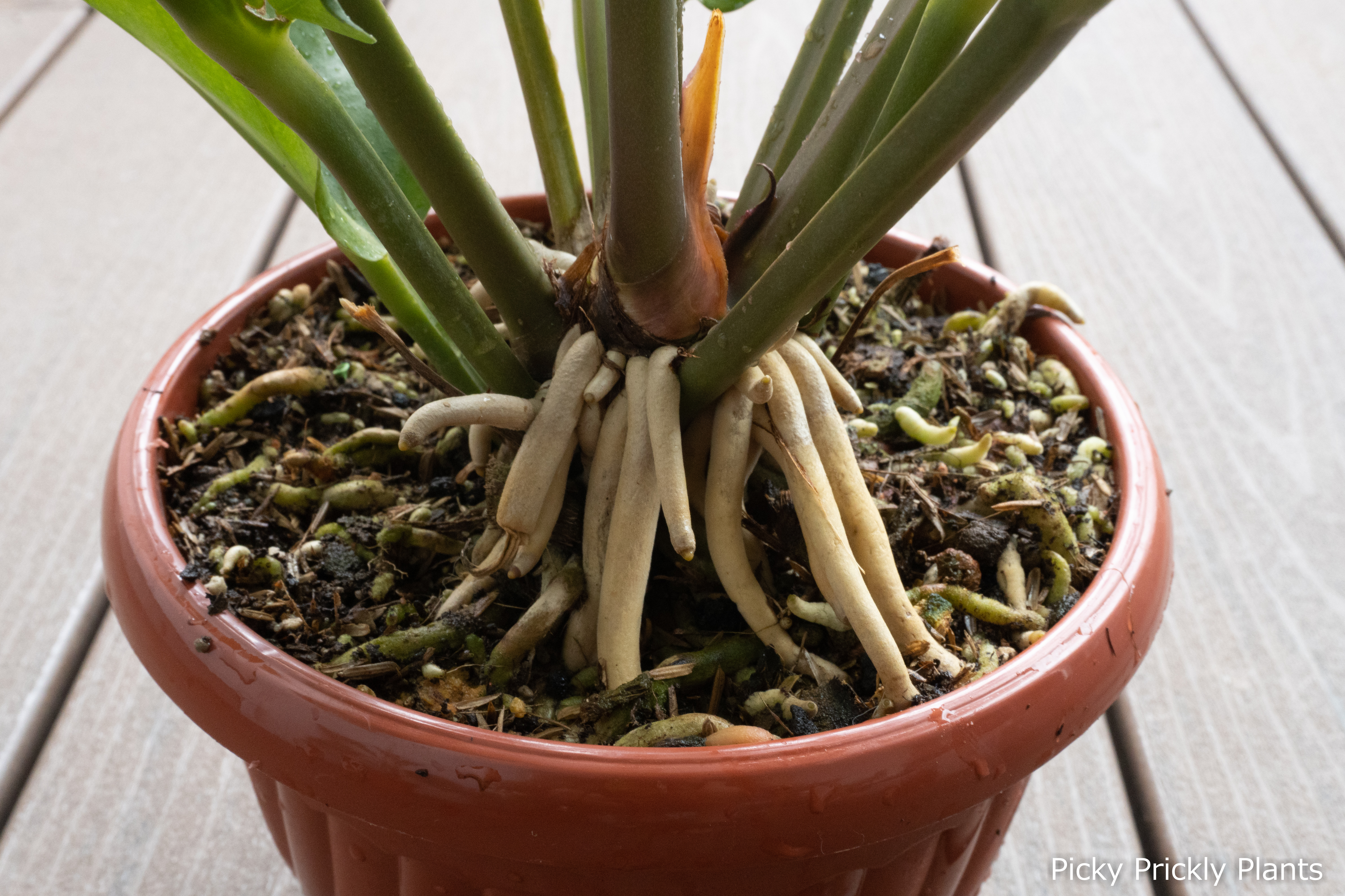 Roots of an Anthurium Hookeri hybrid