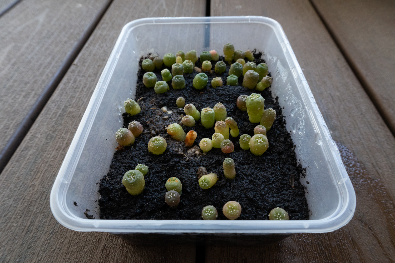 Rust infection in Lophophora (Peyote) seedlings