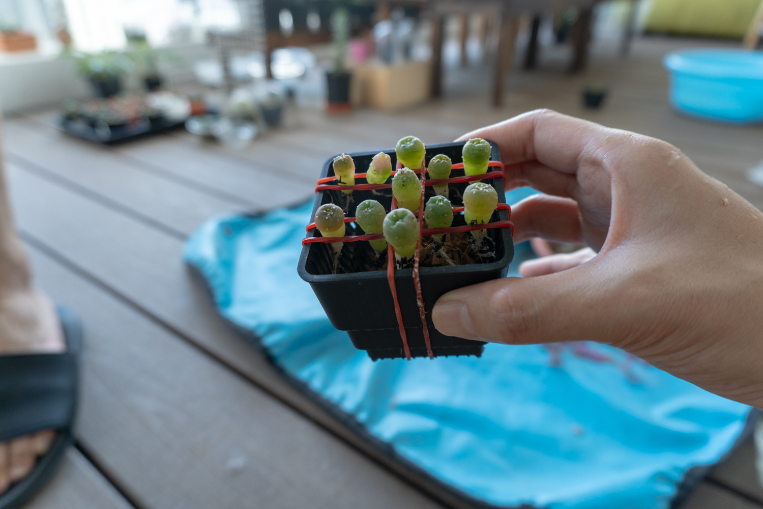 Easy way to re-pott Lophophora seedlings