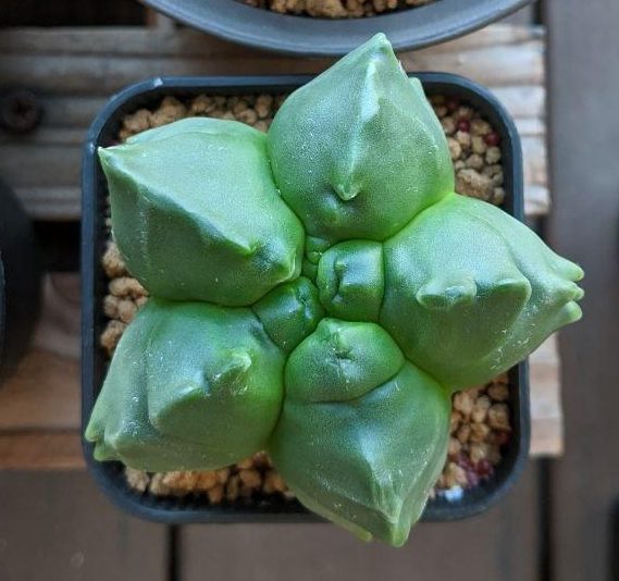 After photo of astrophytum myriostigma