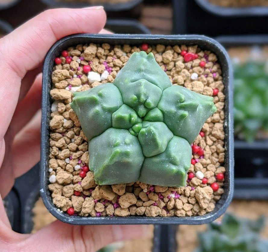 Before photo of astrophytum myriostigma