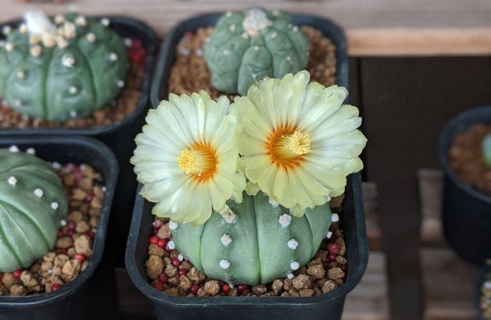 Flowering astrophytum