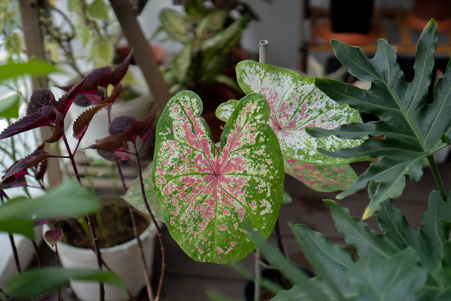 Caladium Raspberry Moon