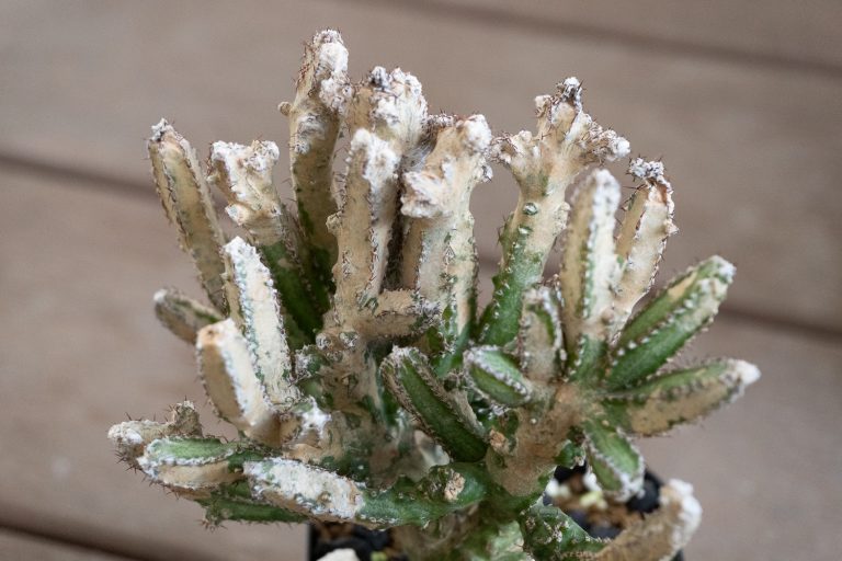 Treating Spider Mites On Succulents And Cacti Picky Prickly Plants 8021