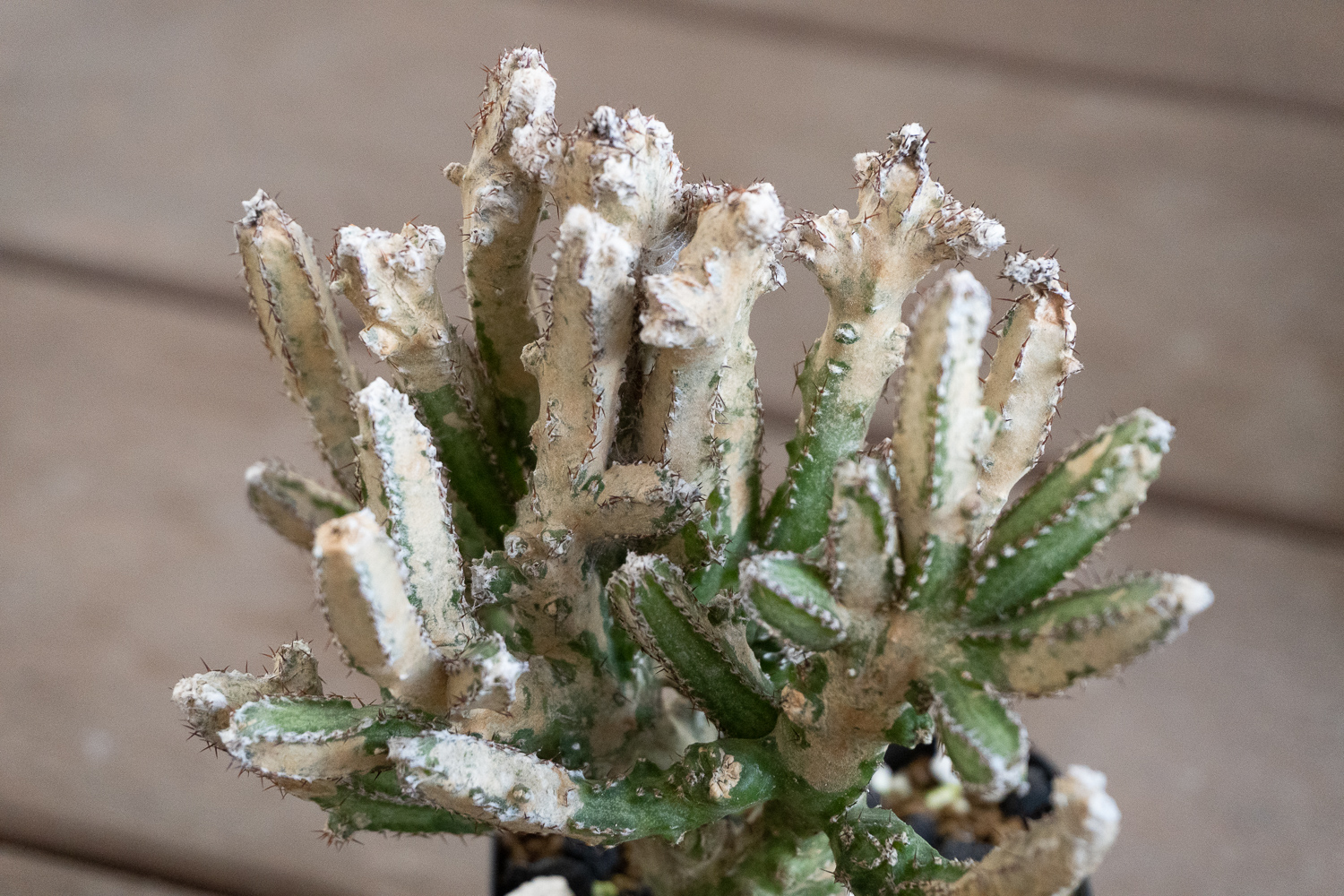 Cacti with spider mite damage