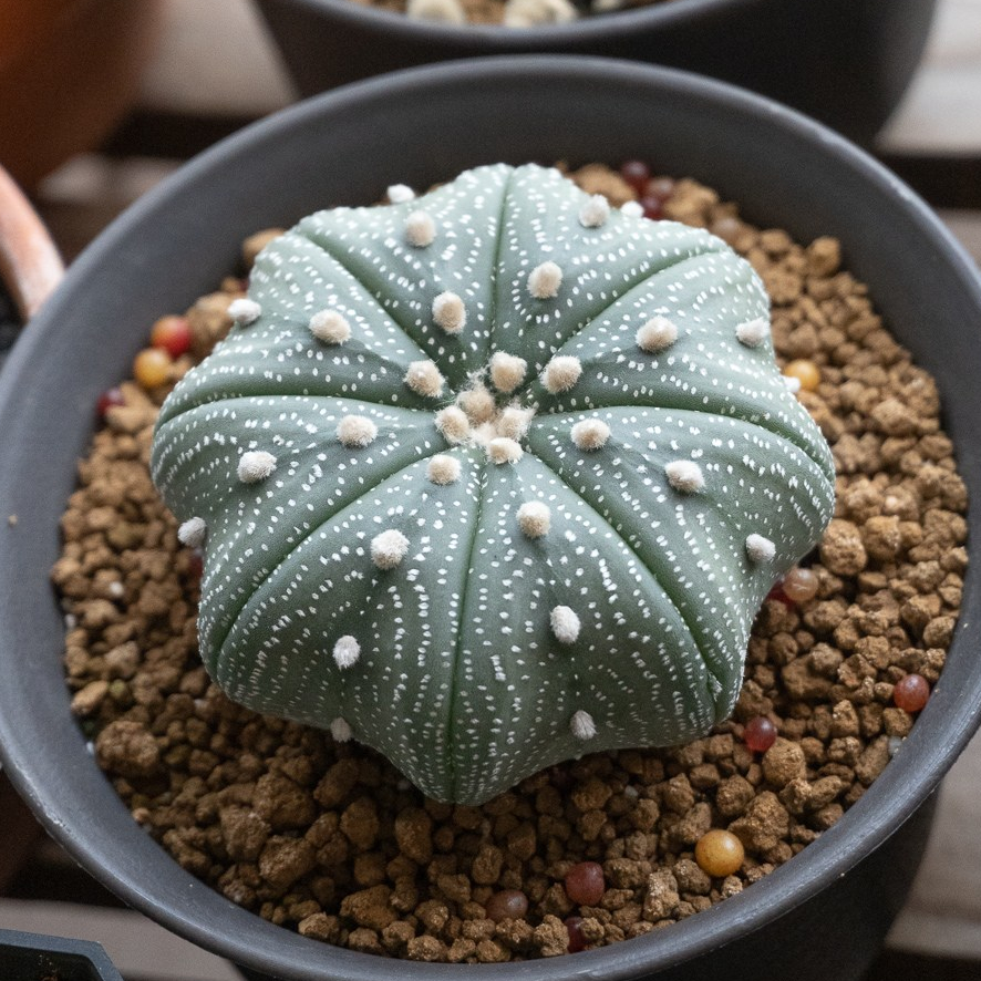 Astrophytum Asterias cv. "Star shape"