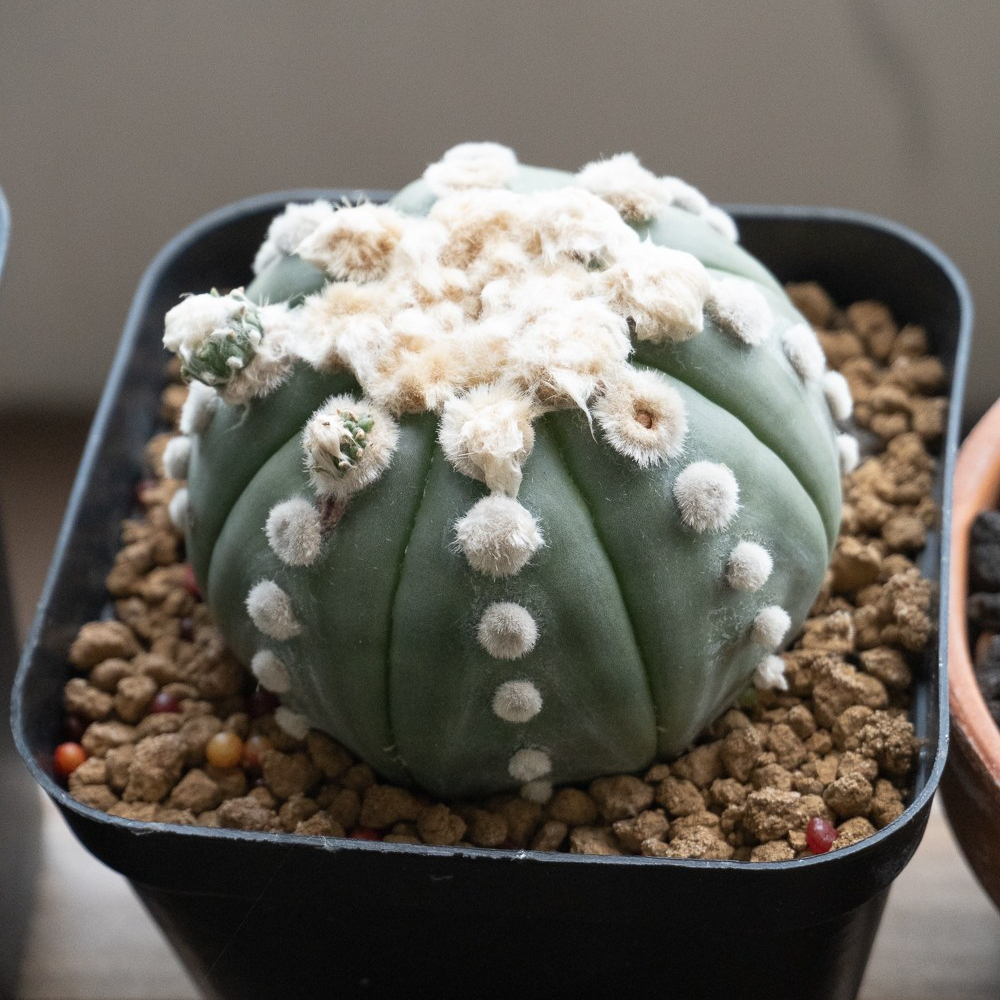 Astrophytum Asterias cv. Ooibo