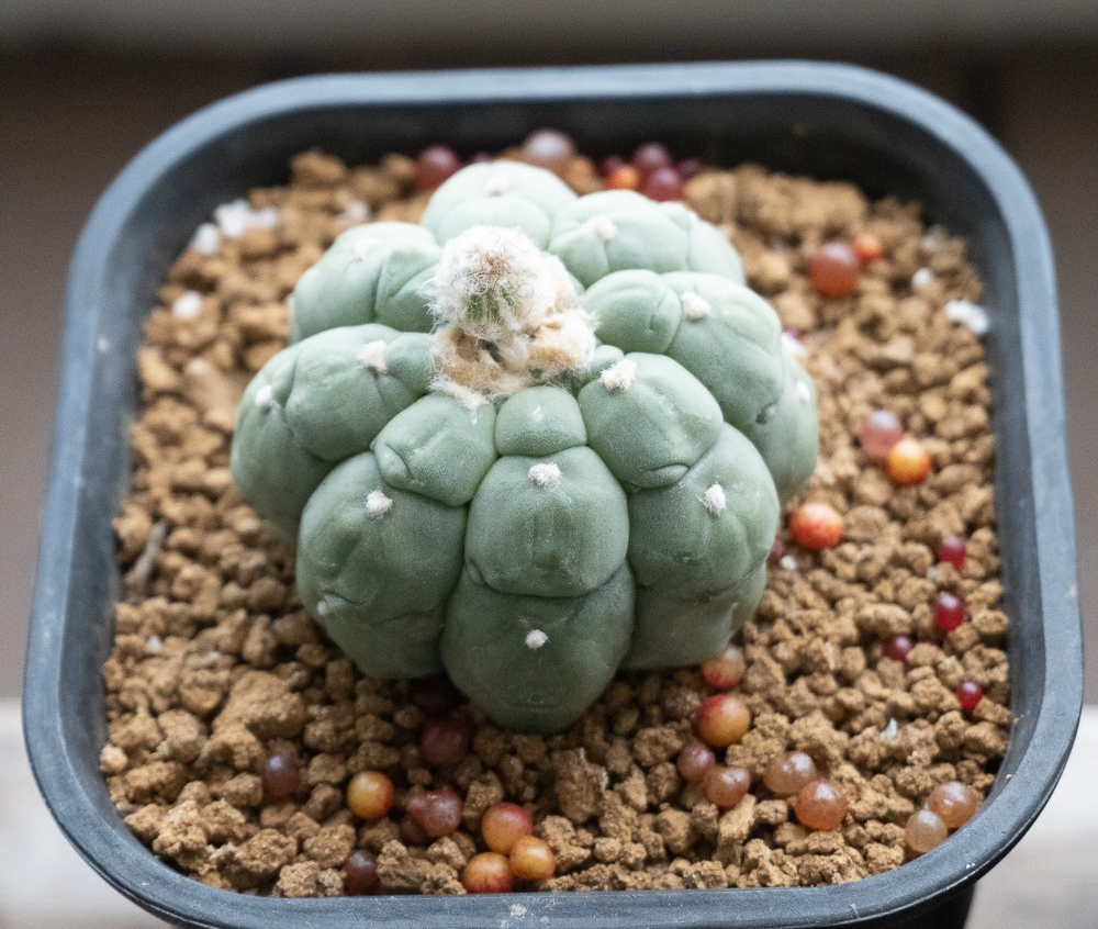 Astrophytum Asterias cv. Kikko