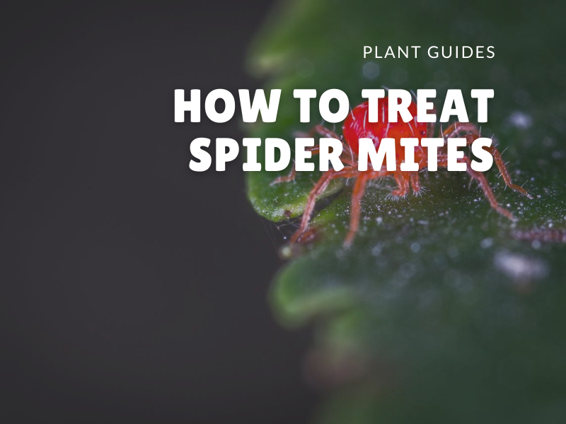 How to treat spider mites