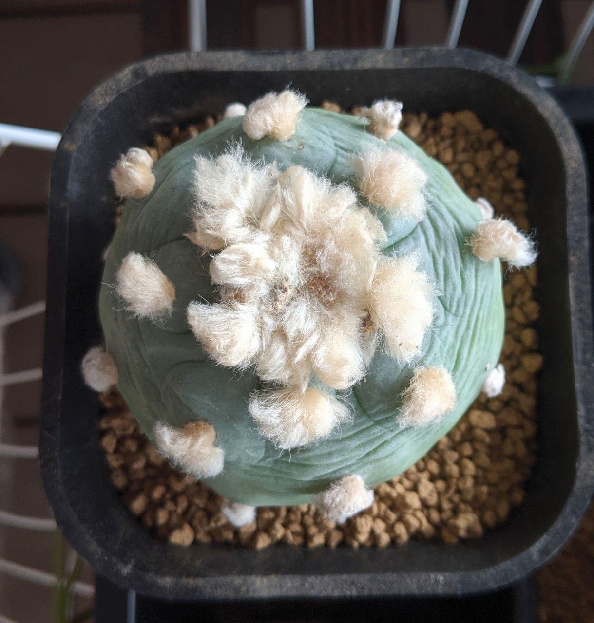 Dehydrated lophophora diffusa