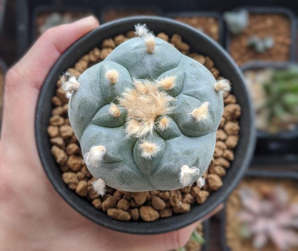 After photo of lophophora huizache