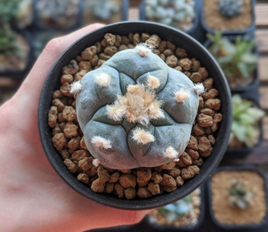 Before photo of lophophora huizache