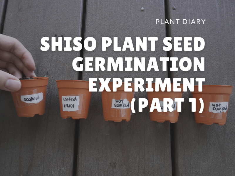 Shiso Seed Germination Experiment - Part 1