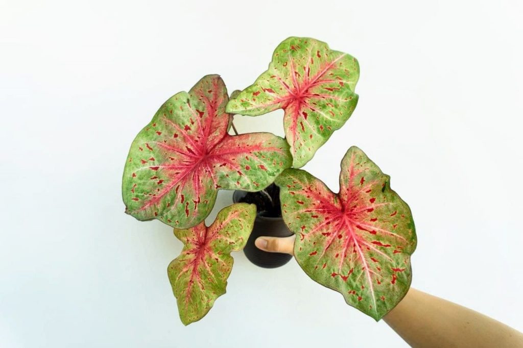 Caladium Miss Muffet hybrid