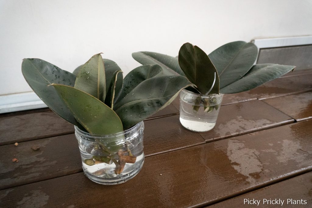 Propagating Ficus Elastica Burgundy (Rubber Plant) Picky Prickly Plants