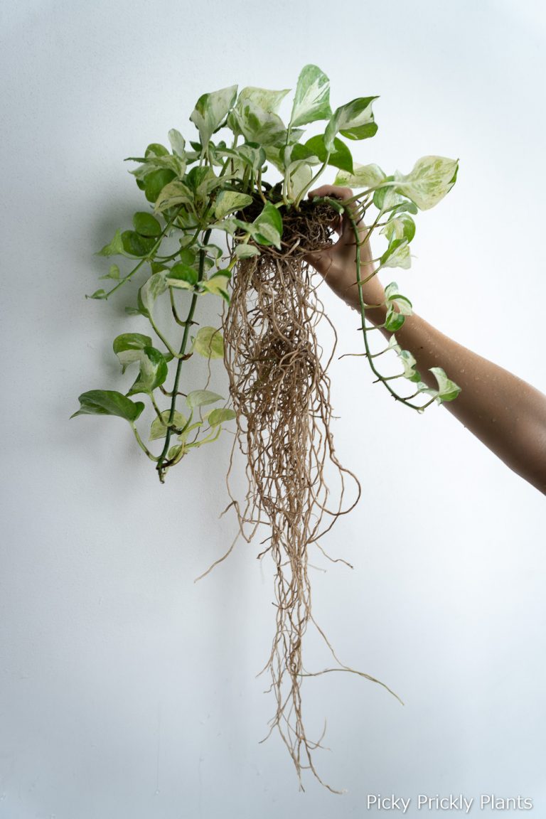 Splitting A Root Bound Pothos Manjula Picky Prickly Plants