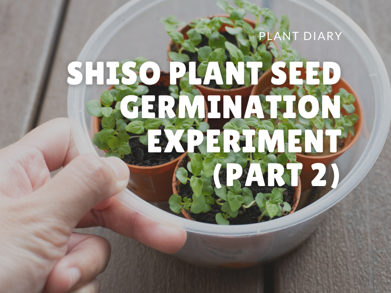 Shiso Plant Seed Germination Experiment Part 2