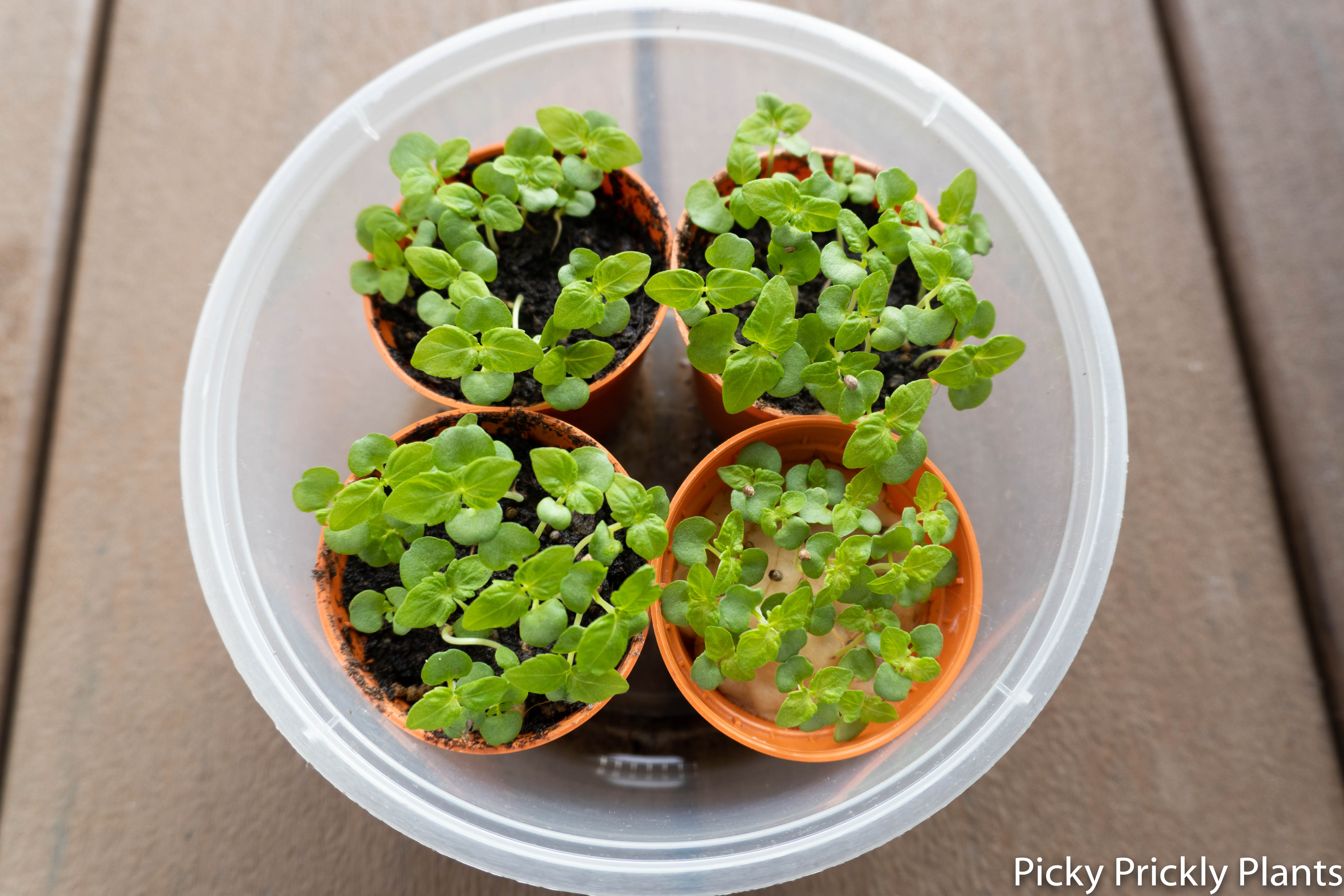 Shiso plant seedlings germinated for 12 days