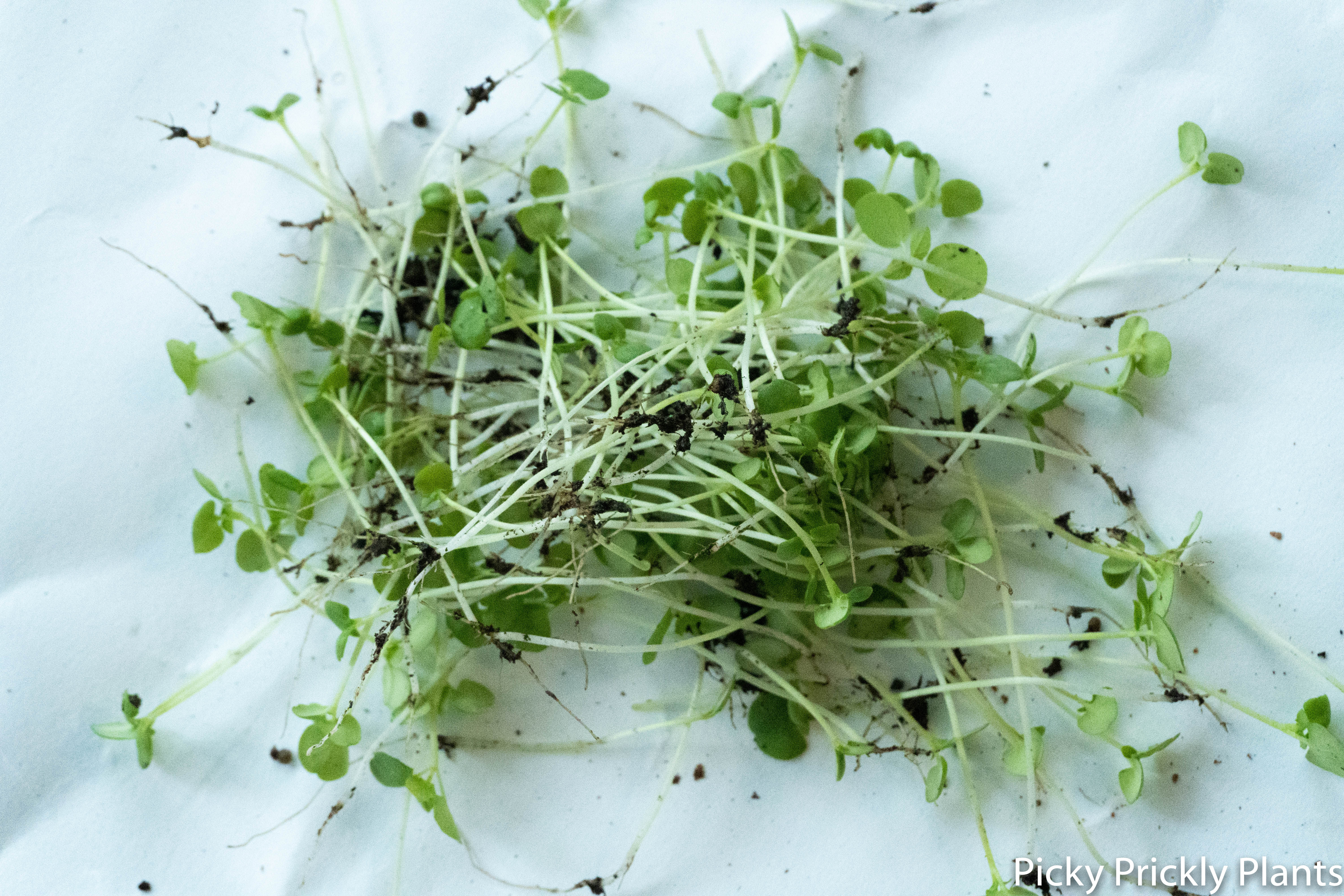 Trimmed Shiso plant seedlings