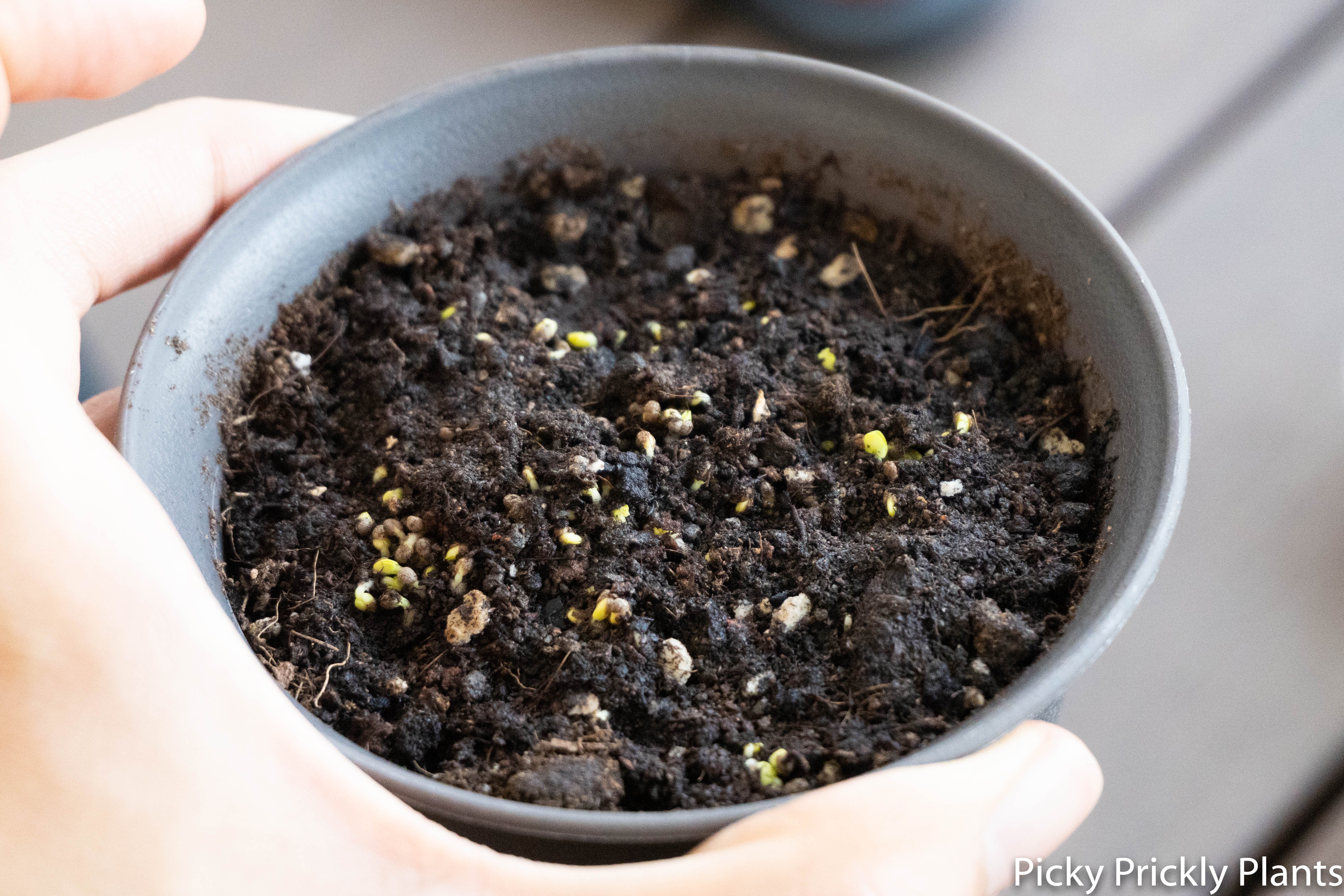 Shiso seeds soaked with hb101