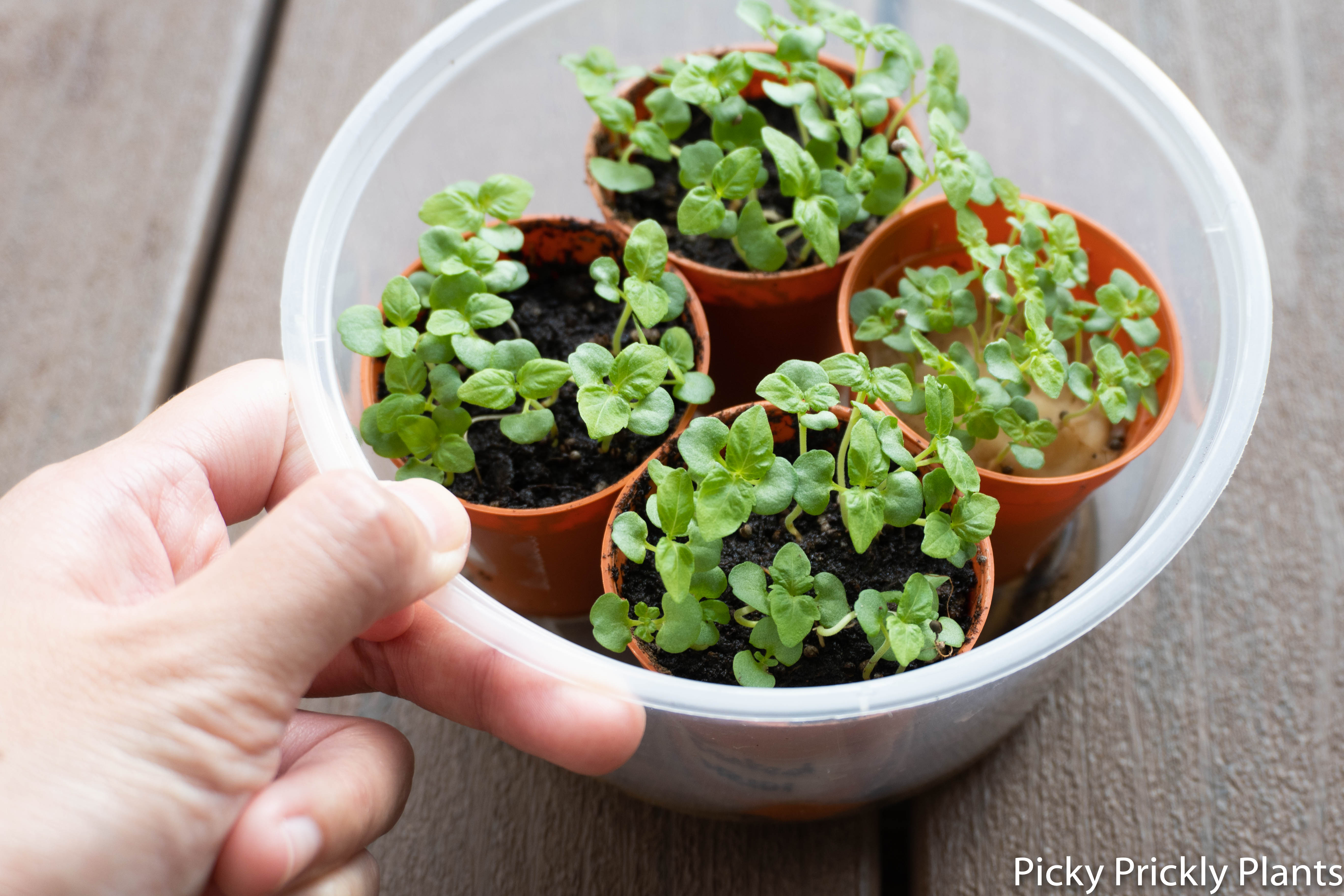 Shiso plant seedlings germination