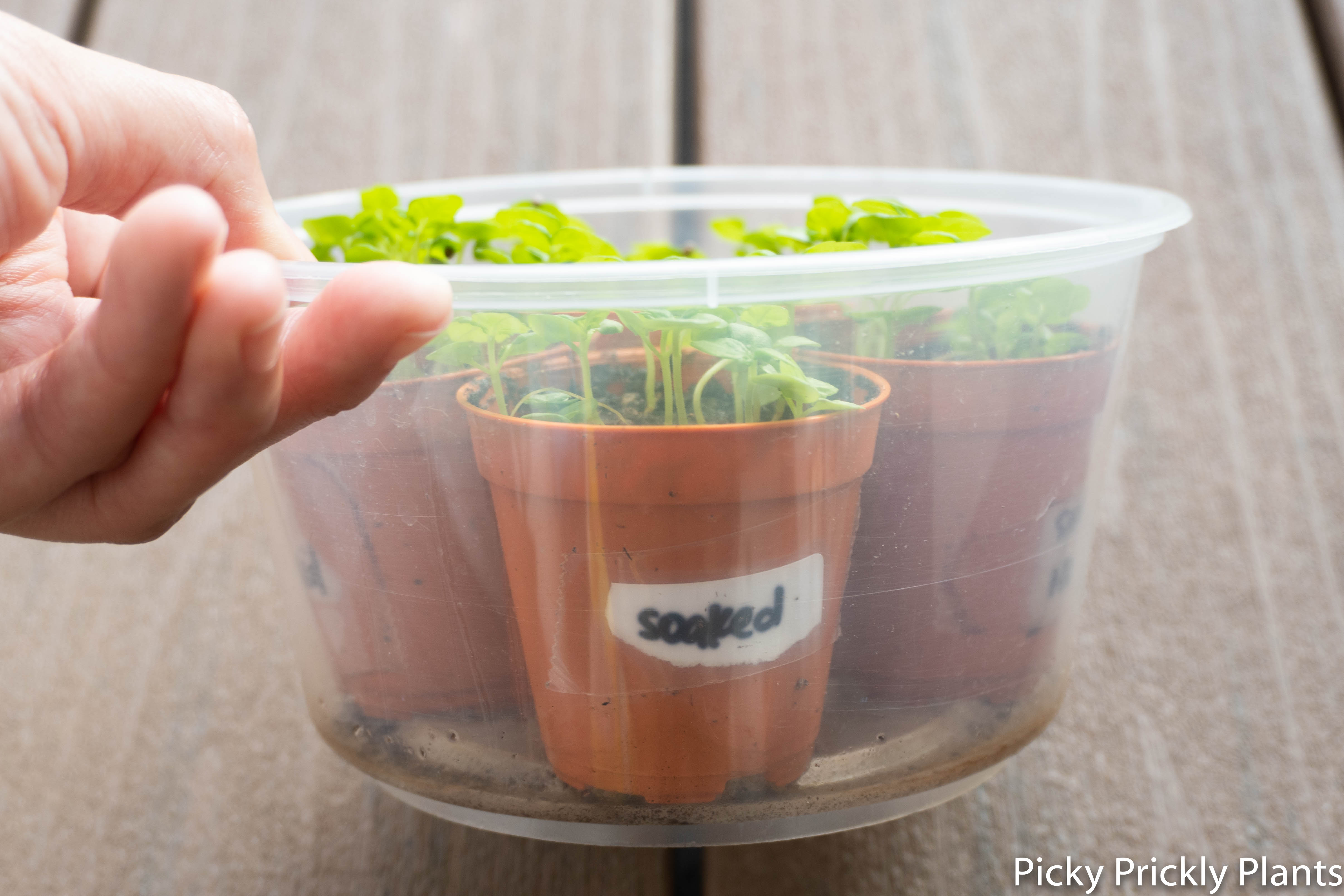 Shiso plant seedlings germination soaked