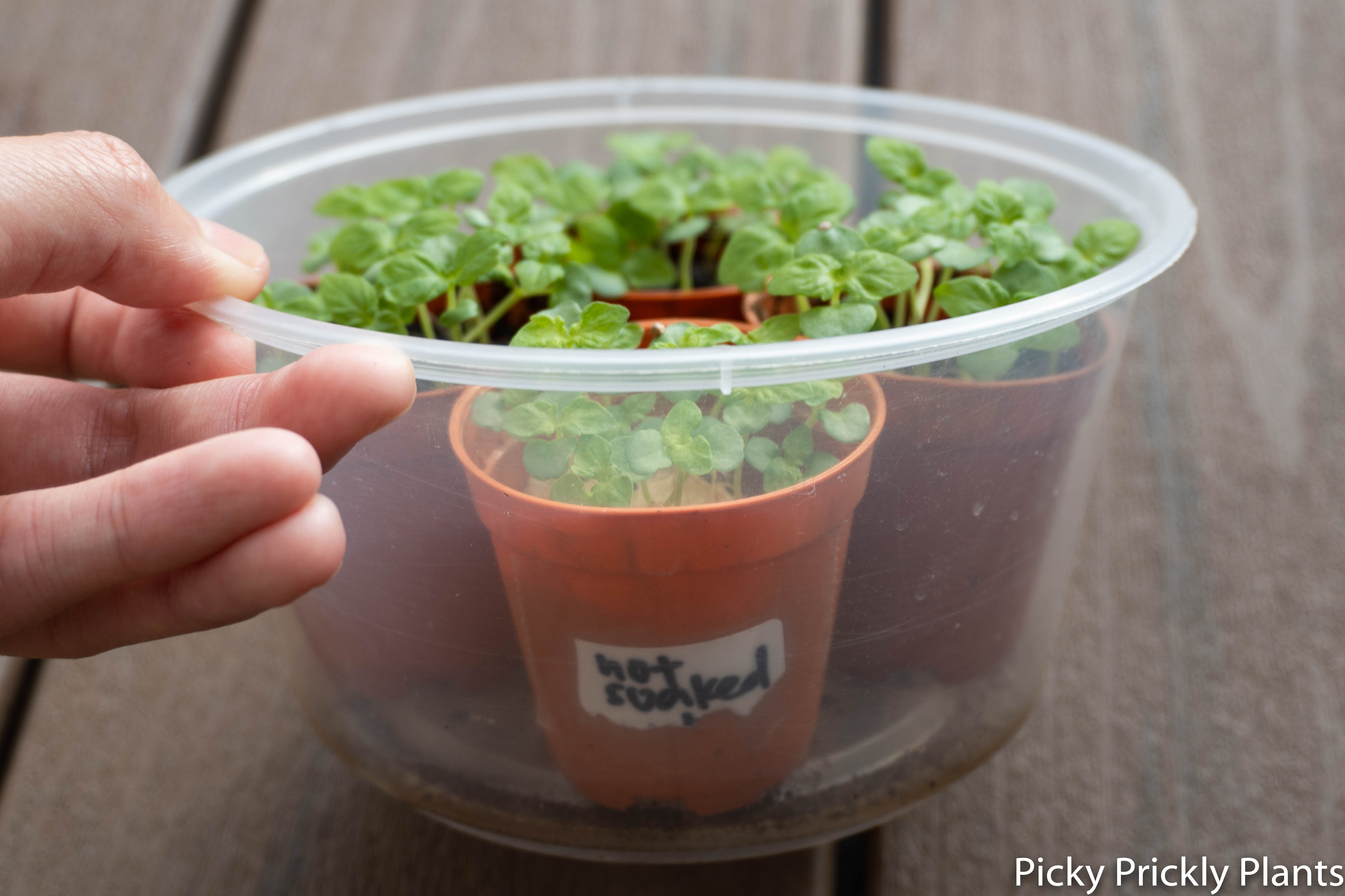 Shiso plant seedlings germination not soaked