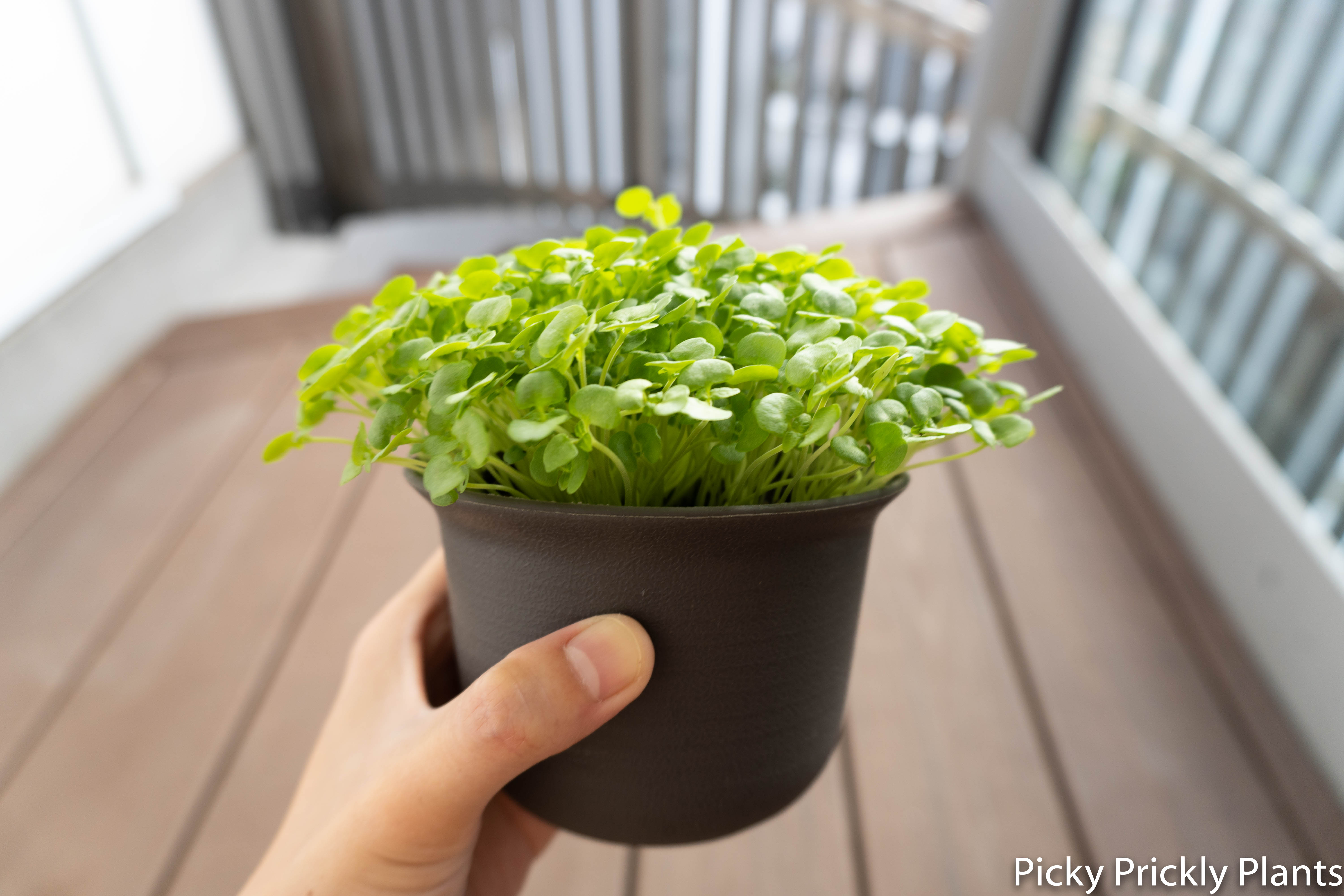 Shiso plant seedlings germinated for 12 days hb101