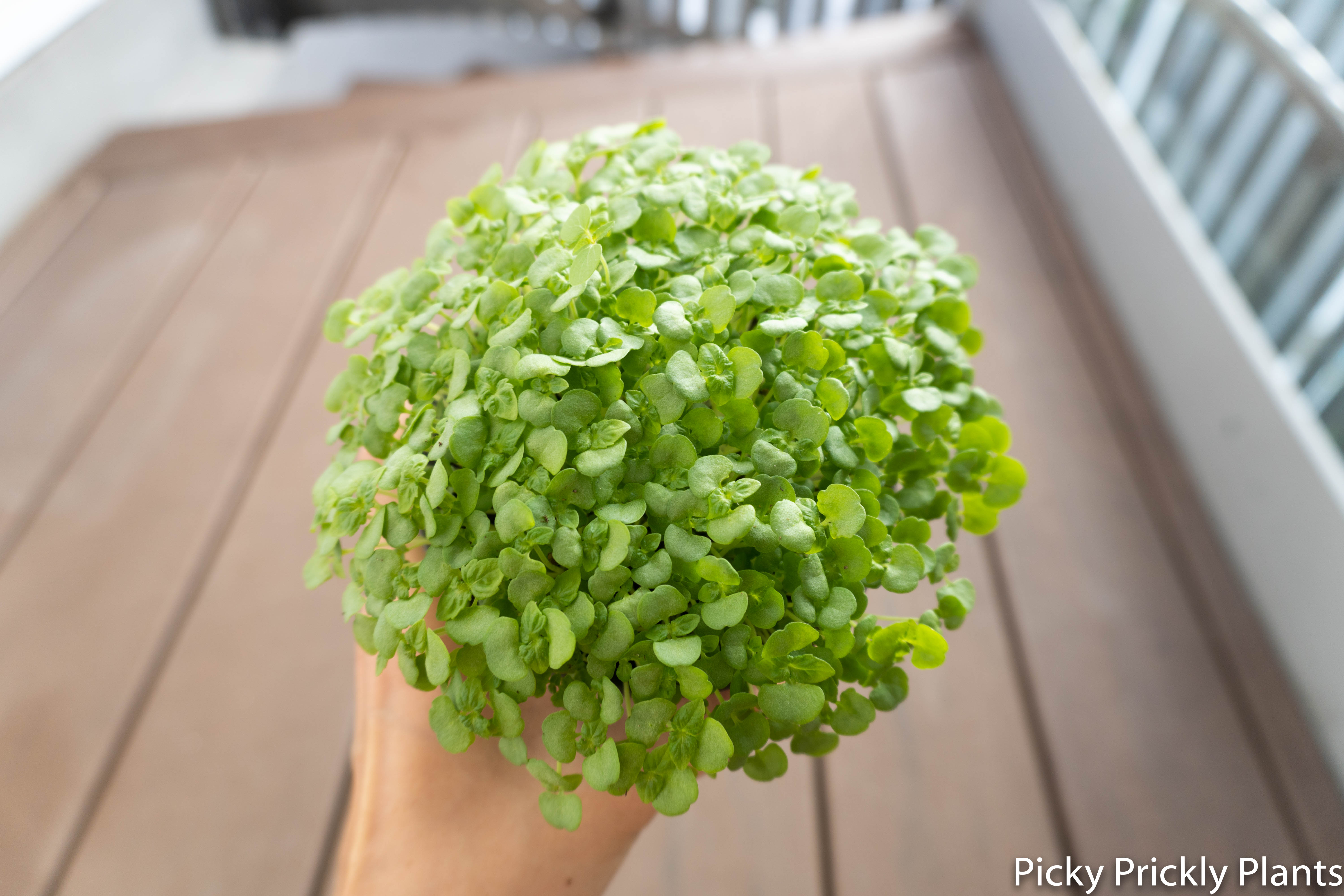 Shiso plant seedlings germinated for 12 days with hb101