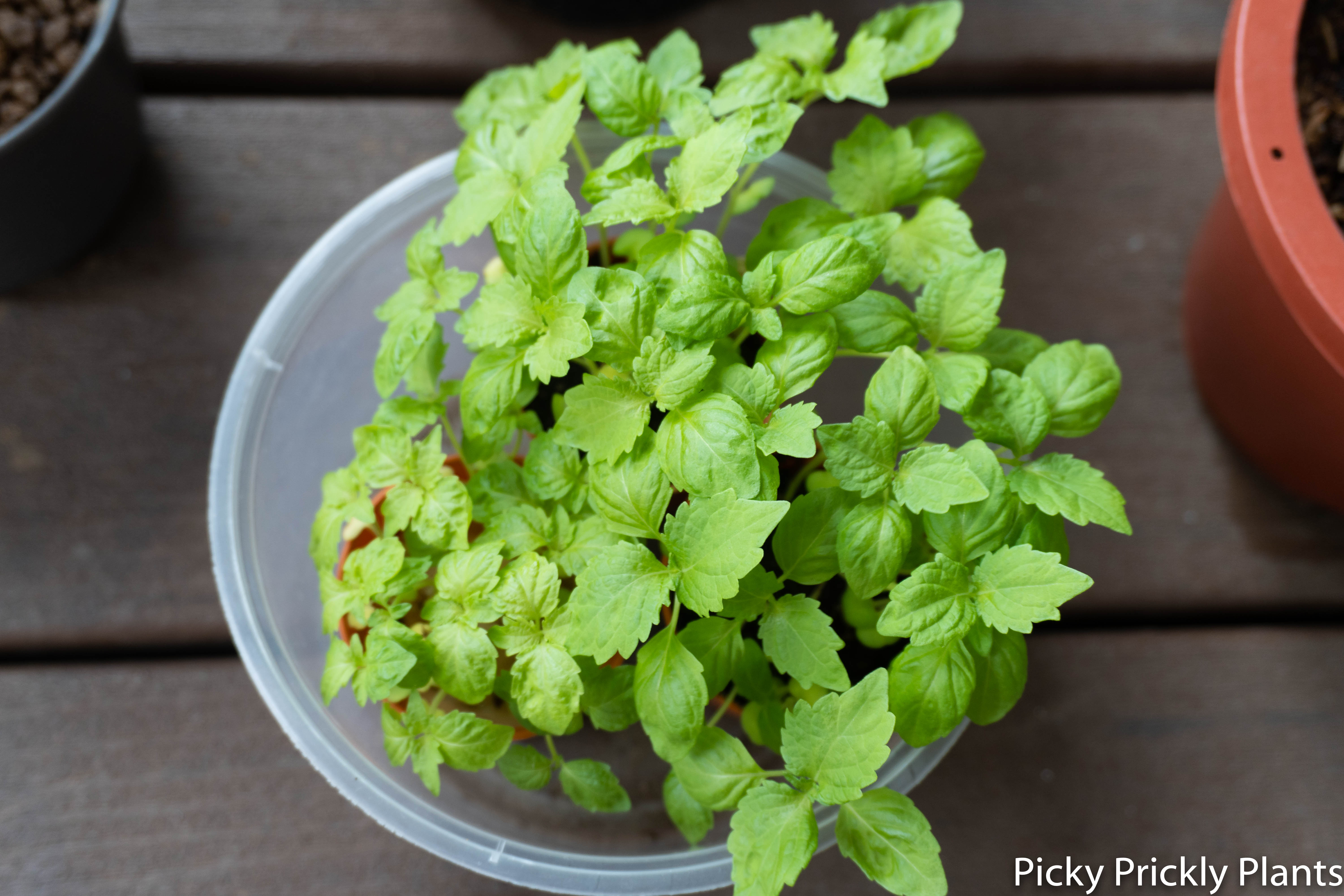 Shiso plant seedlings germinated for 26 days