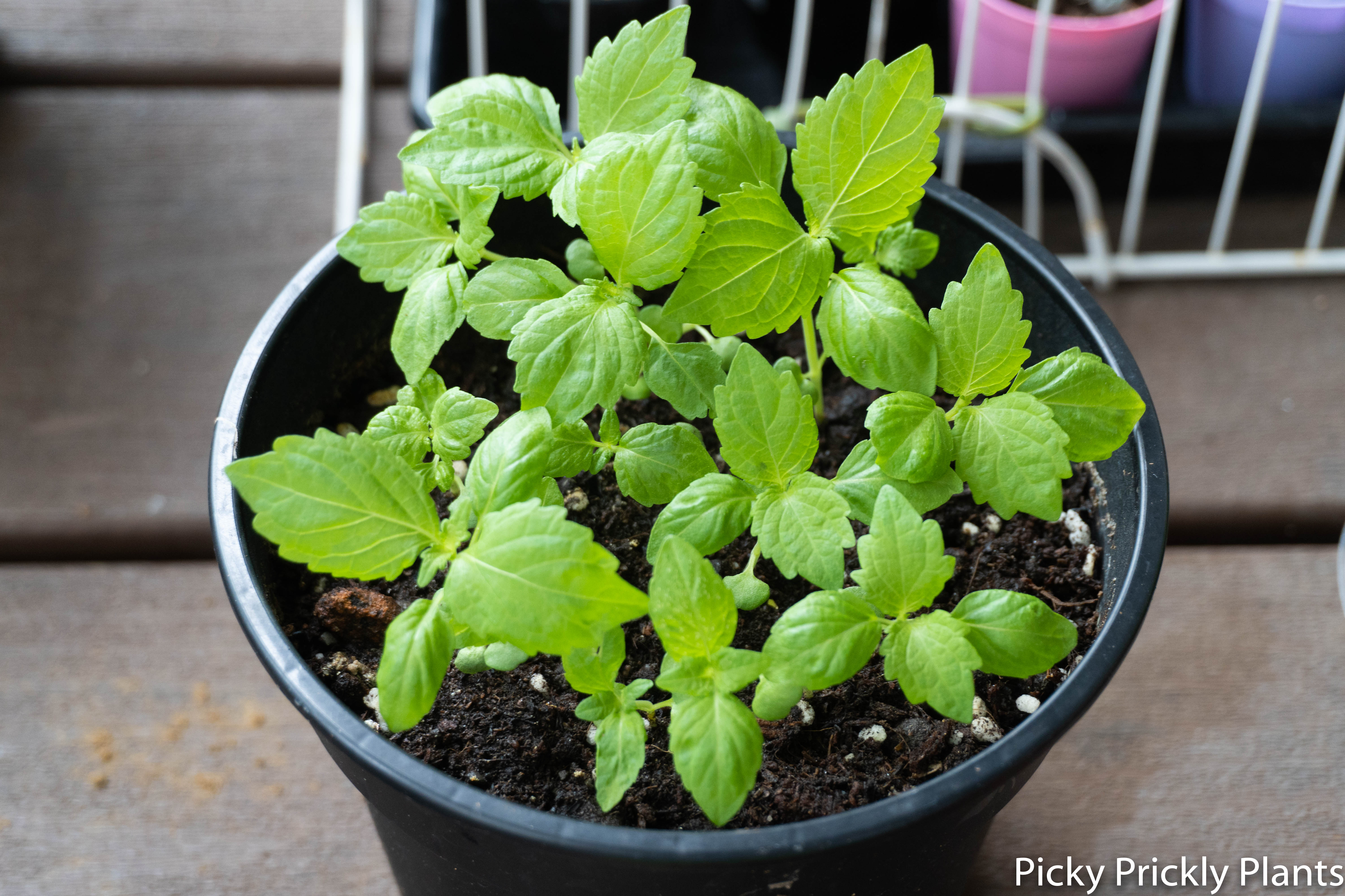 Shiso plant seedlings germinated with hb101 for 26 days