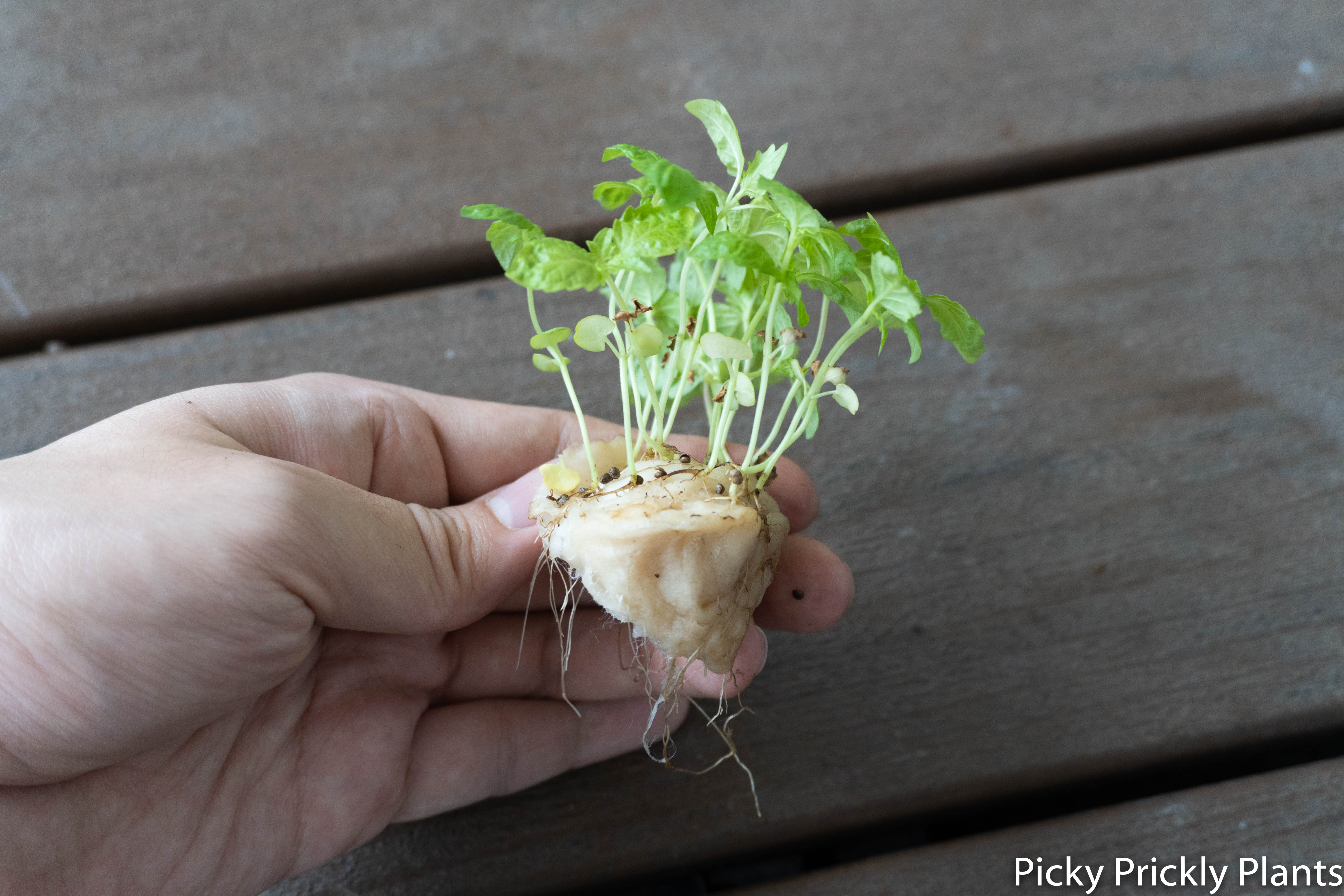 Shiso plant seedlings germinated on cotton pads for 29 days