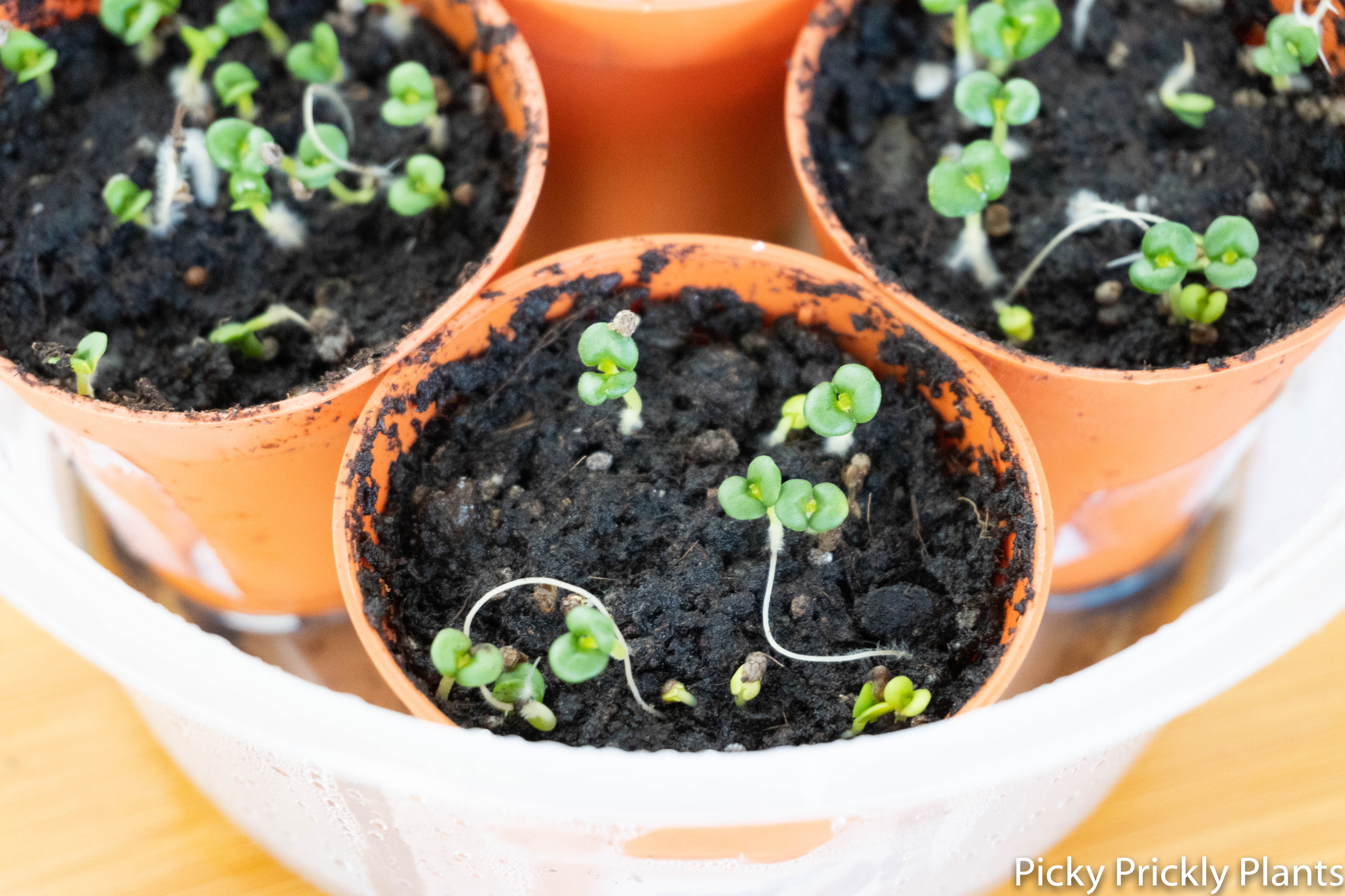 Shiso seeds sowed for 4 days