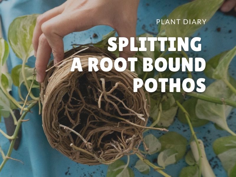 Splitting a root bound pothos