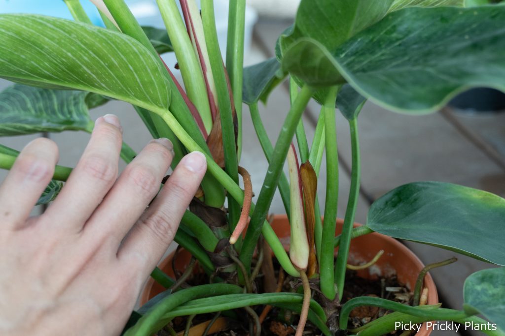 Philodendron Birkin nodes with roots