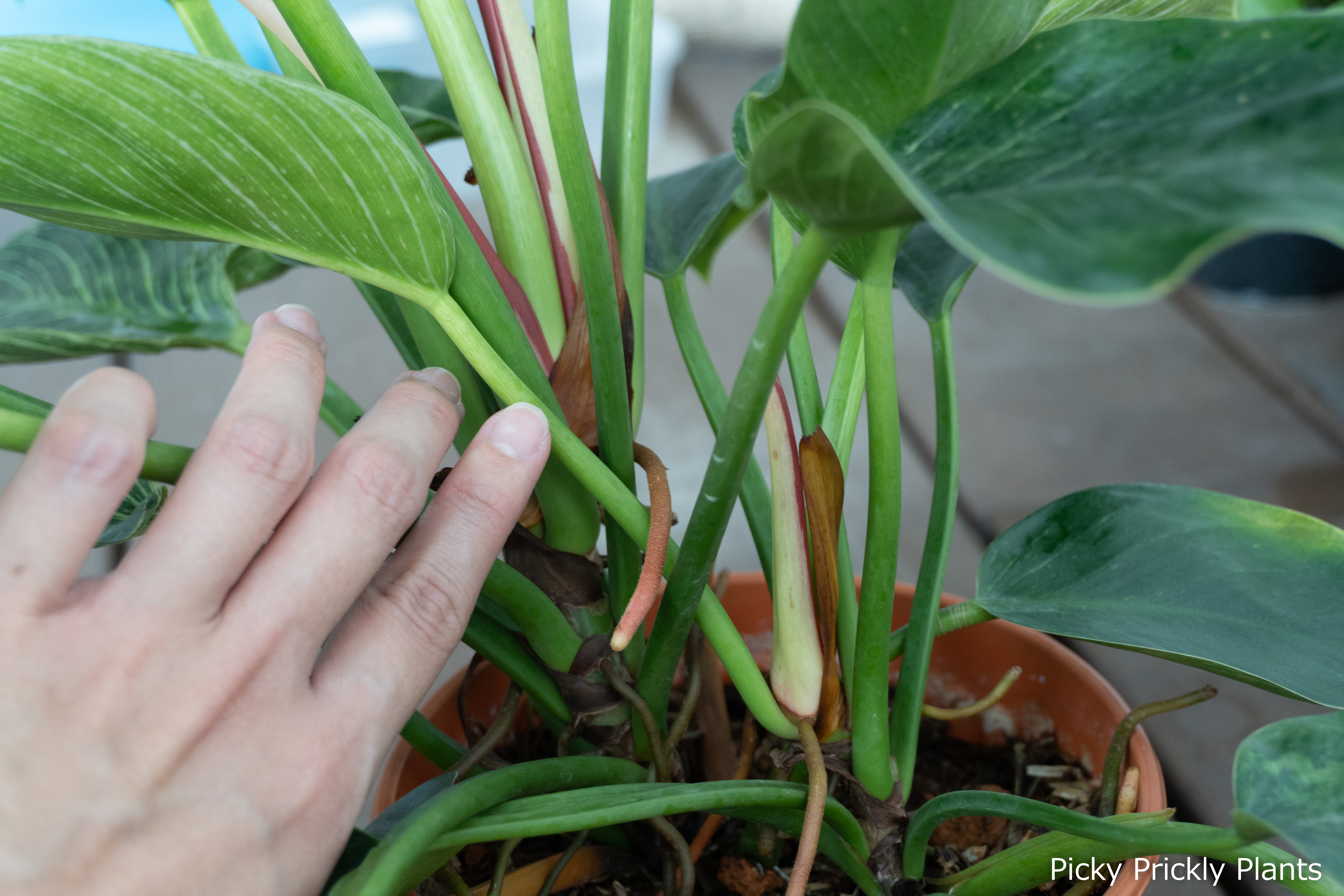 Philodendron Birkin nodes with roots