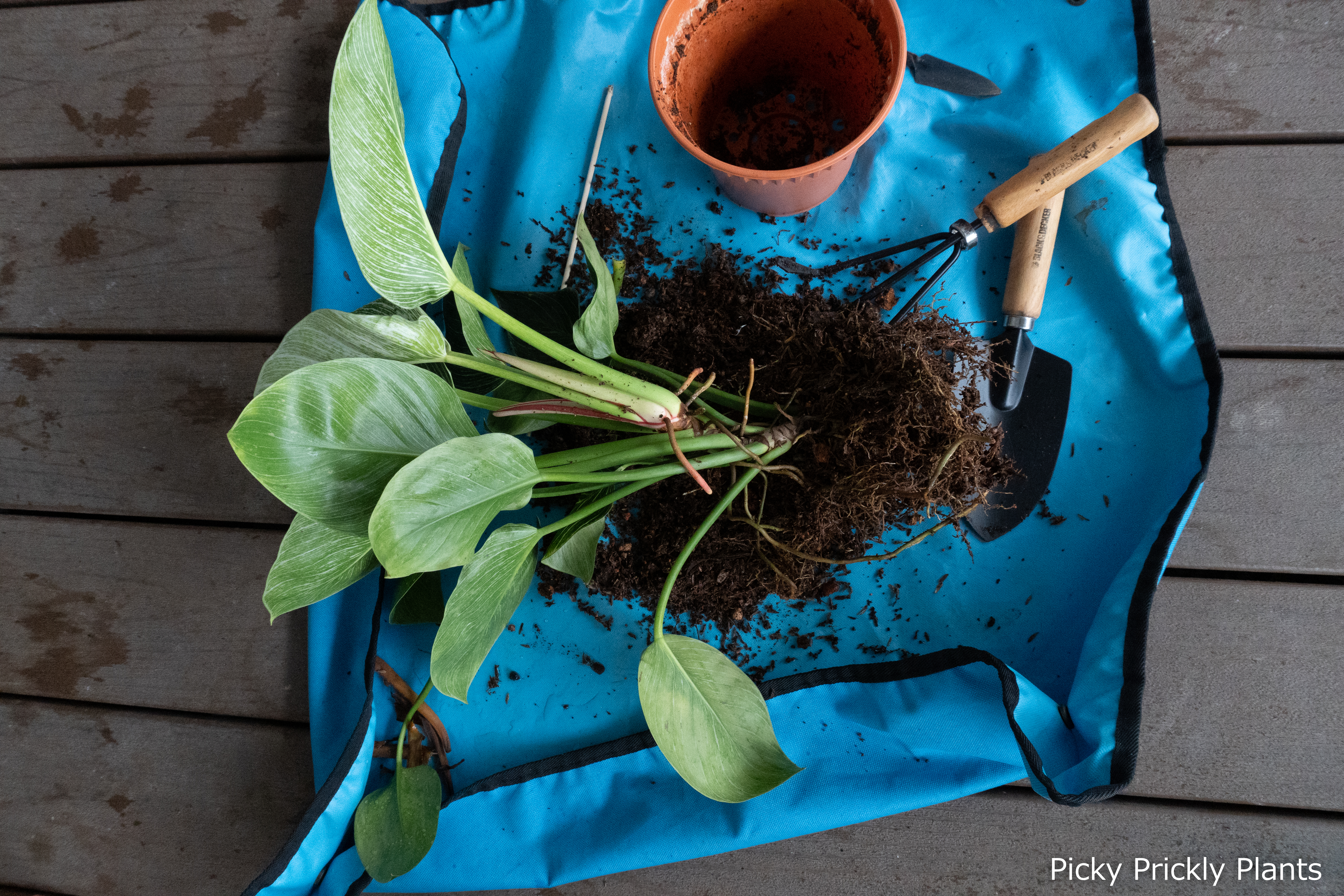 Philodendron Birkin repotting and propagation