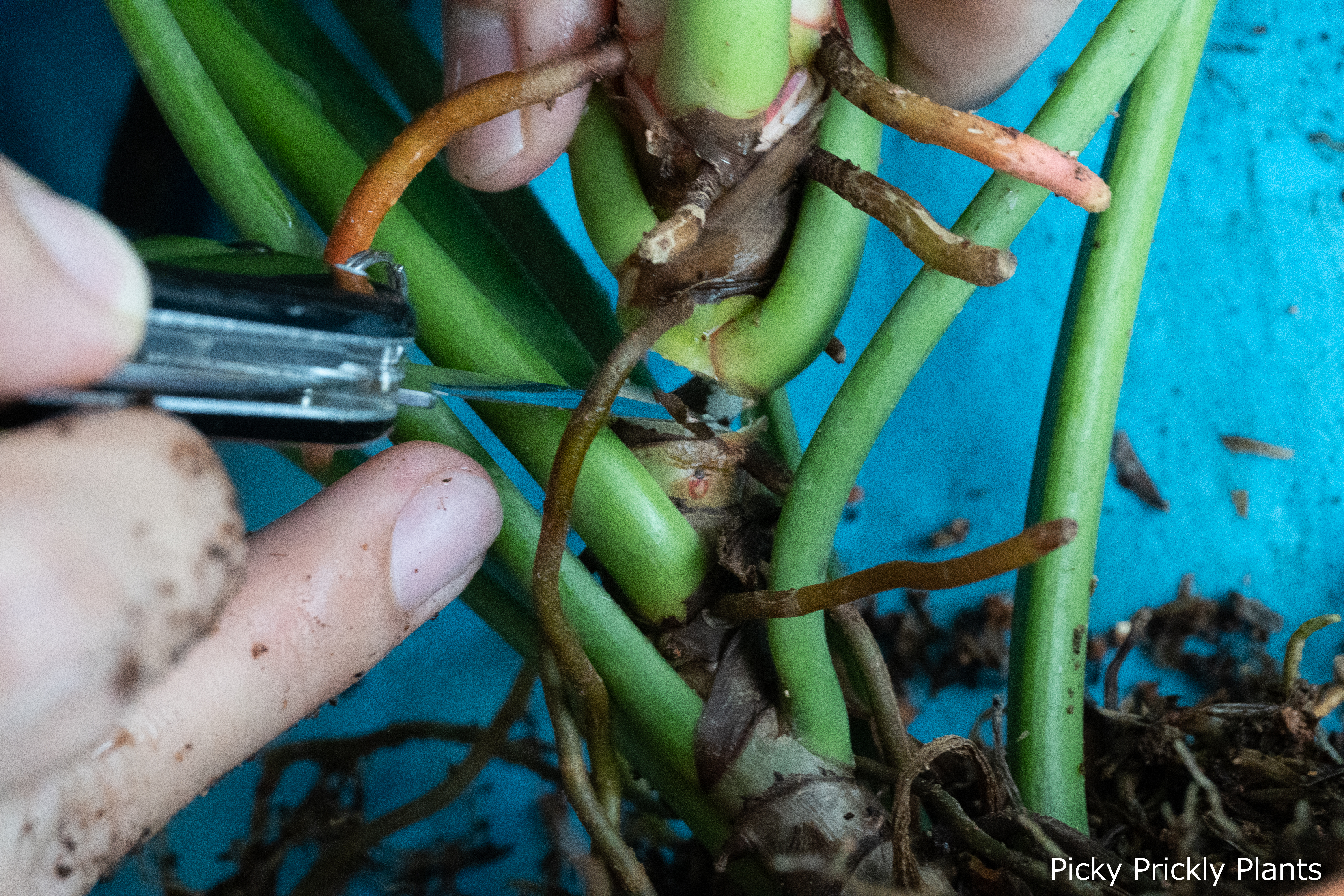 Philodendron Birkin propagation