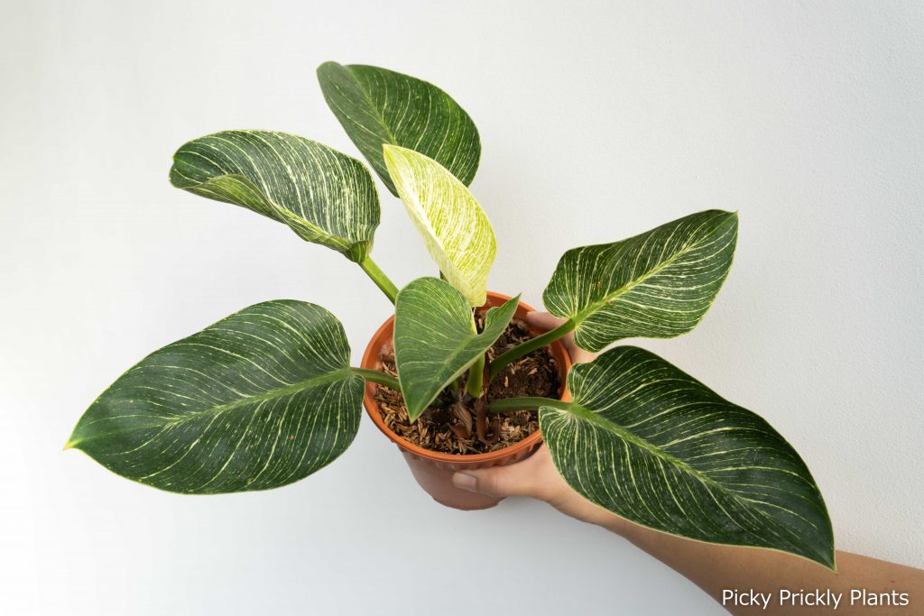 Philodendron Birkin propagated pup