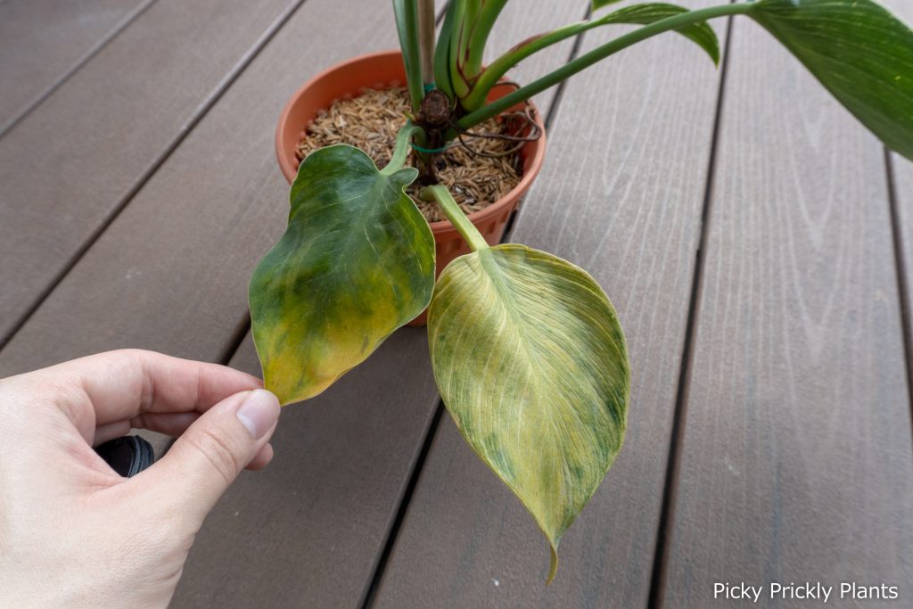 yellowing leaves on philodendron birkin