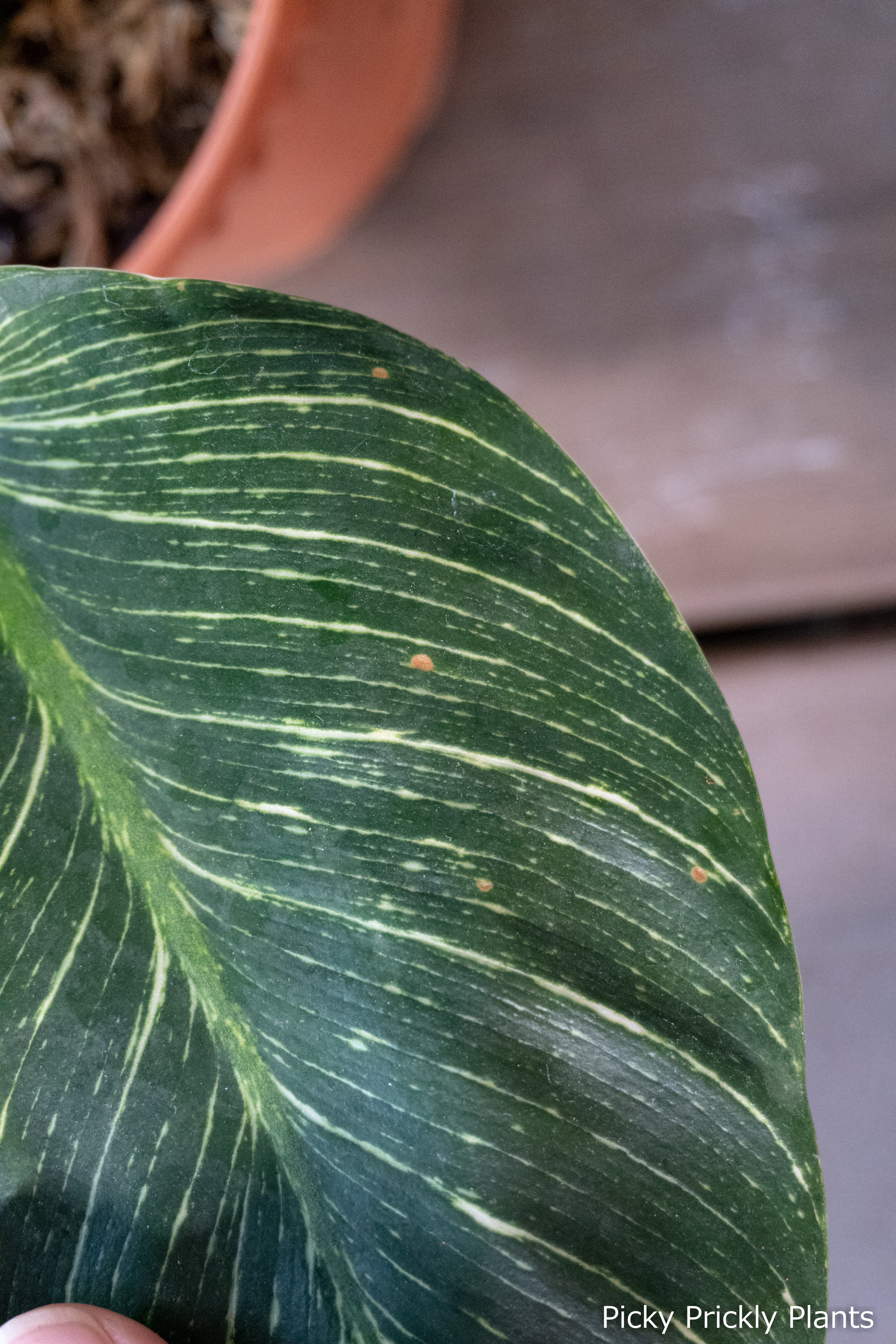 fungus spots on philodendron birkin