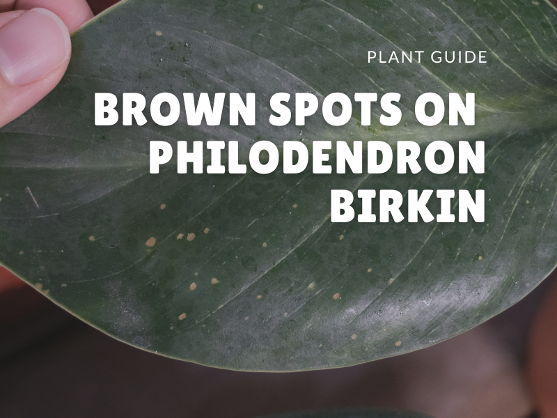 brown spots on philodendron birkin