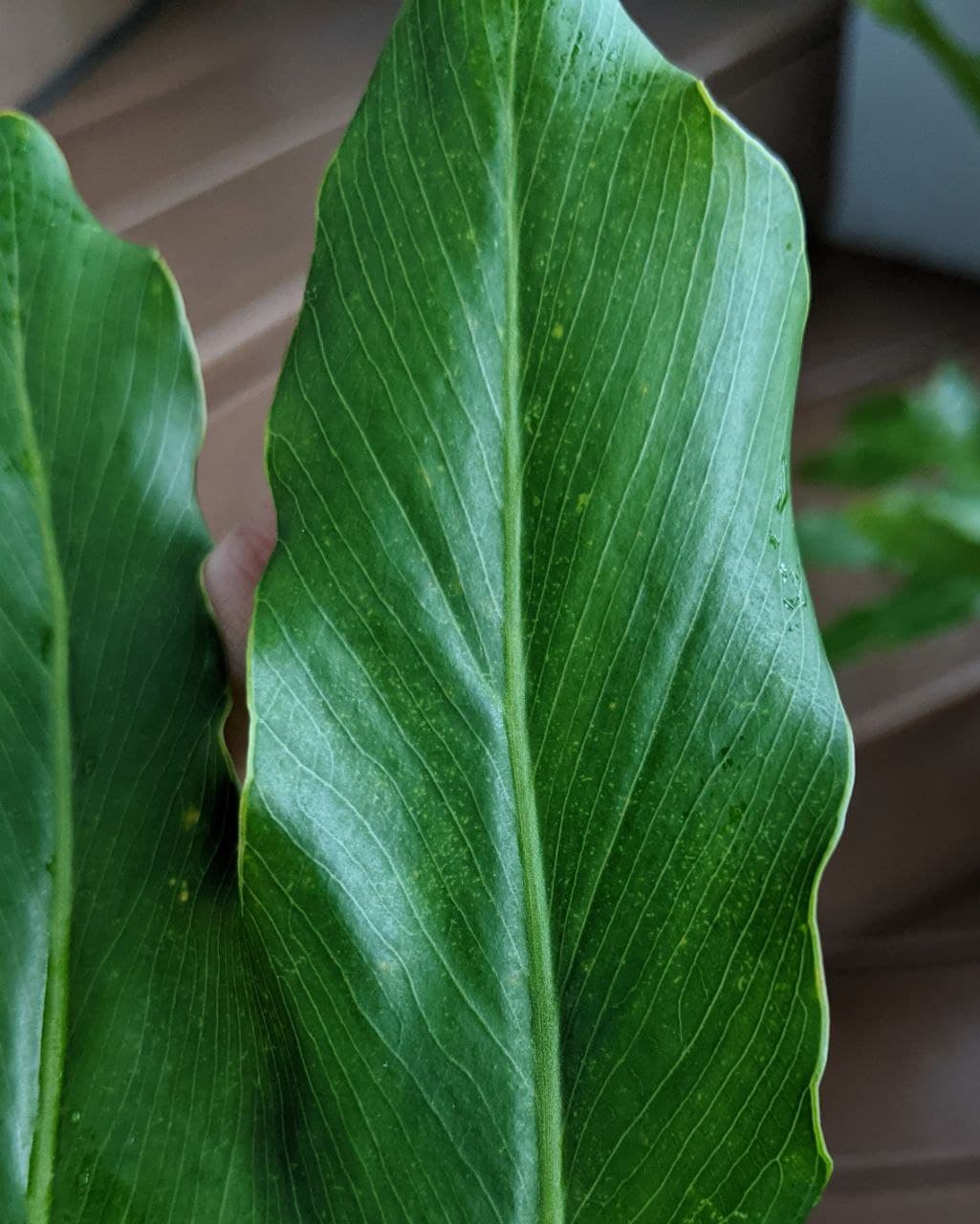 Spider mite bite marks on Philodendron Selloum