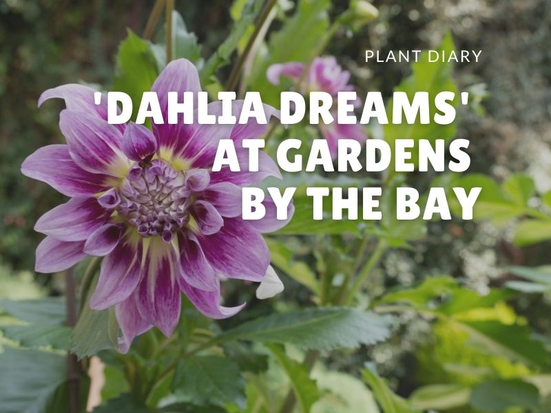 'Dahlia Dreams' at Gardens by the Bay