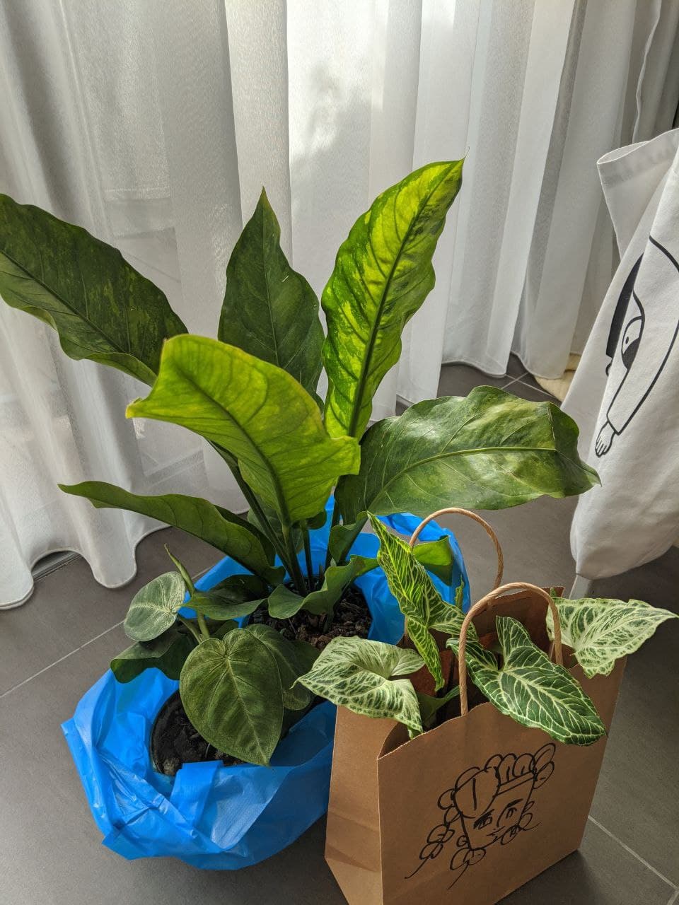 Anthurium Hookeri, Syngonium Batik, Syngonium Frosted Heart