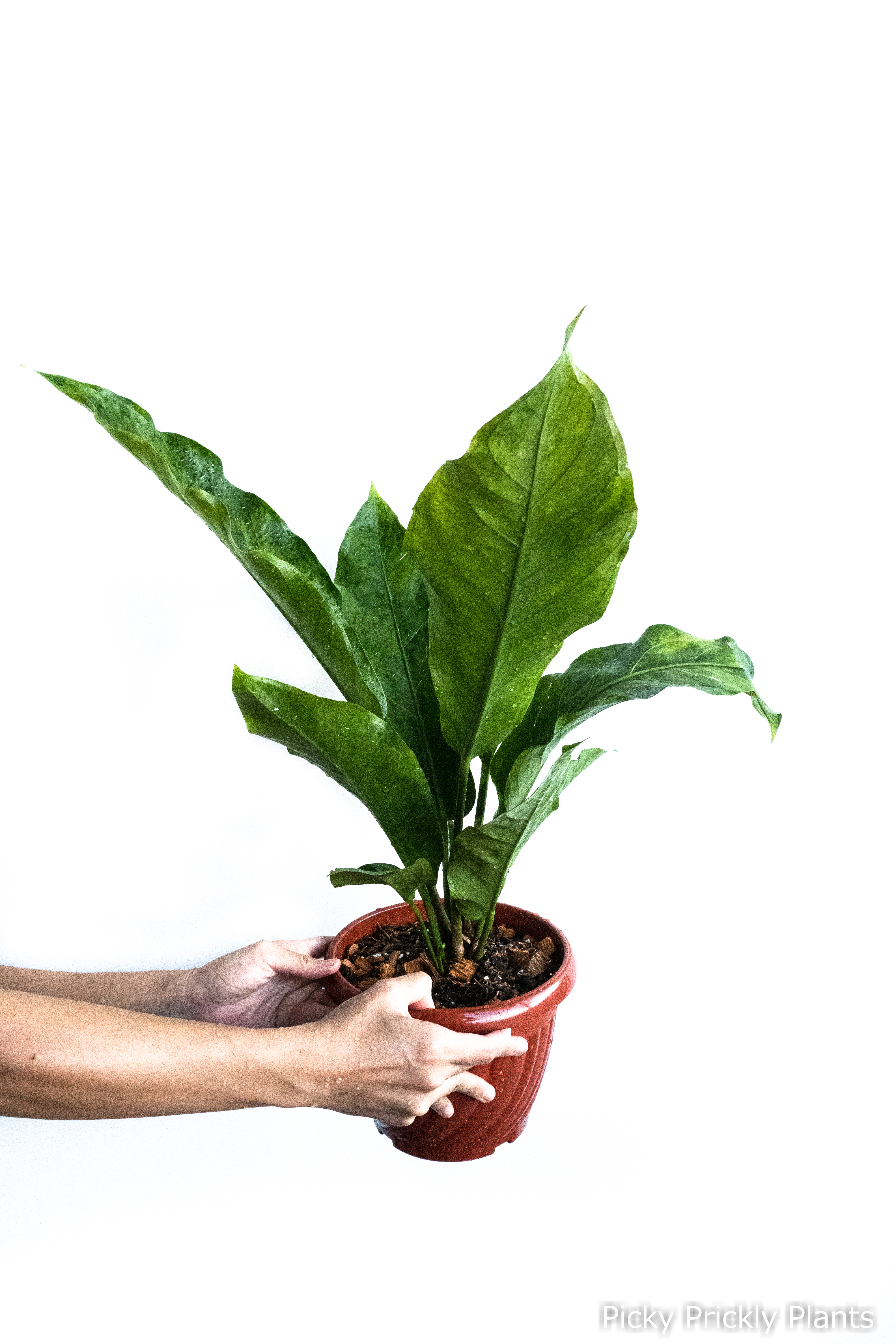 Anthurium Hookeri hybrid